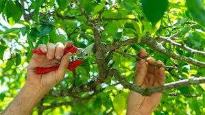 Trusted Tree Pruning Services In Boston, MA